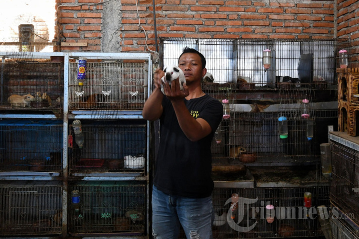 Budi Daya Marmut Hias