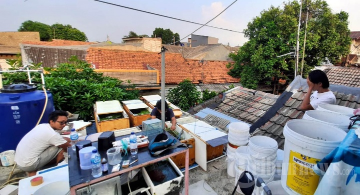 Budidaya Ikan Cupang Melonjak di Tengah Pandemi Covid-19