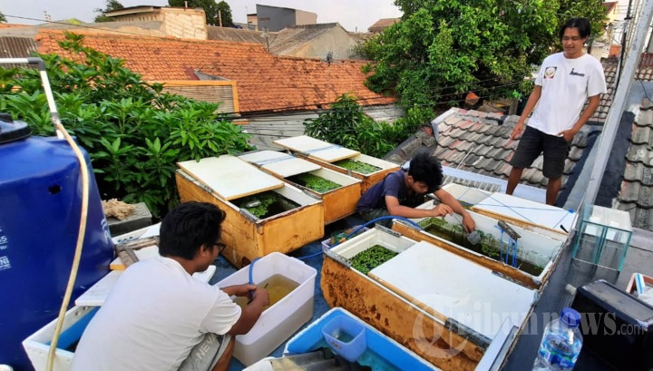 Budidaya Ikan Cupang Melonjak di Tengah Pandemi Covid-19