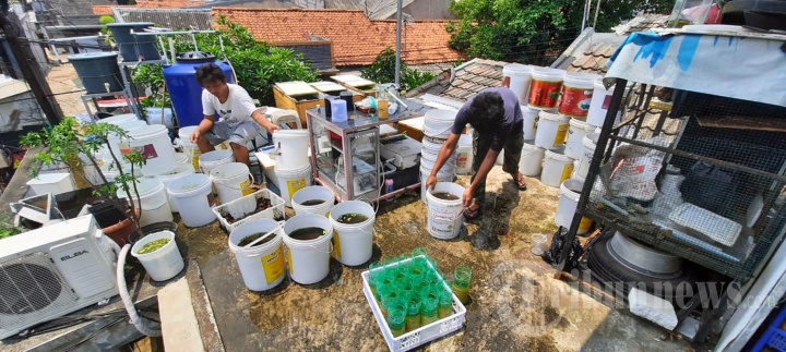 Budidaya Ikan Cupang Melonjak di Tengah Pandemi Covid-19