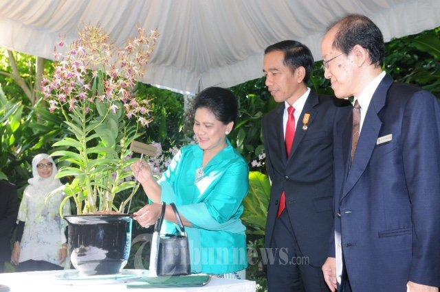 Bunga Dendrobium Iriana Jokowi Mekar Di Singapura