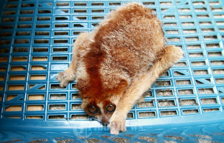 Burung Enggang dan Kukang Diserahkan ke BKSDA Kalbar