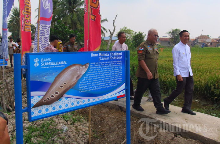CSR Bank Sumsel Babel Budi Daya Ikan Belida Thailand