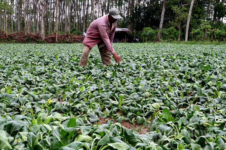 Cuaca Ekstrem Ancam Petani Sawi di Malang