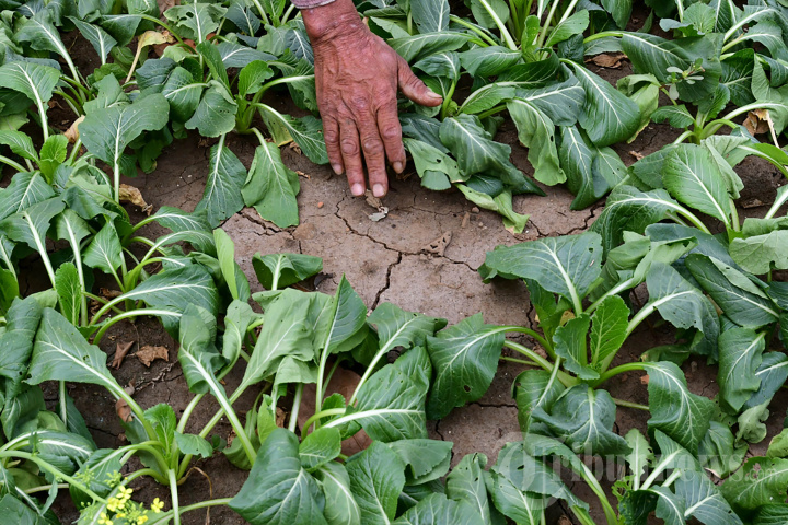Cuaca Ekstrem Ancam Petani Sawi di Malang