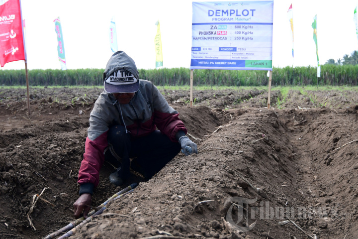 Demplot Program Makmur untuk Perbaikan Hulu Pangan Petani Tebu