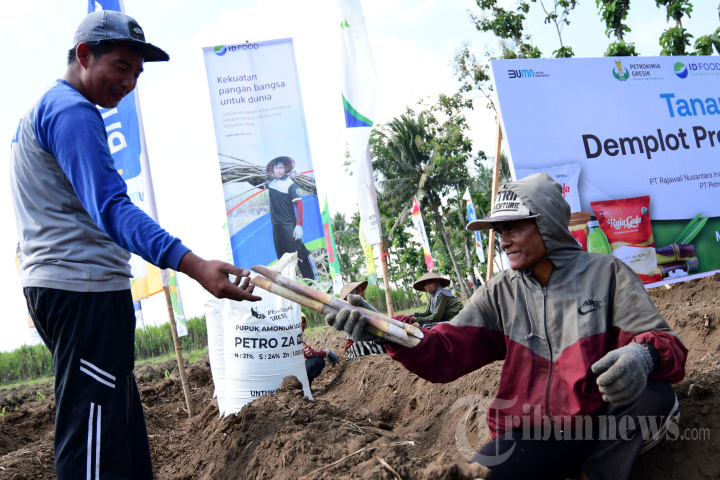 Demplot Program Makmur untuk Perbaikan Hulu Pangan Petani Tebu