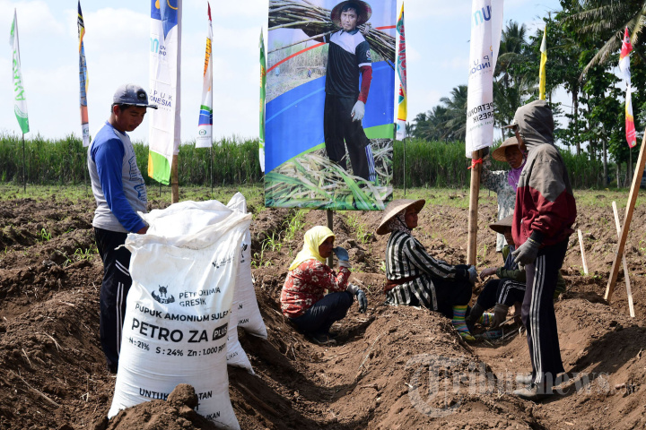 Demplot Program Makmur untuk Perbaikan Hulu Pangan Petani Tebu