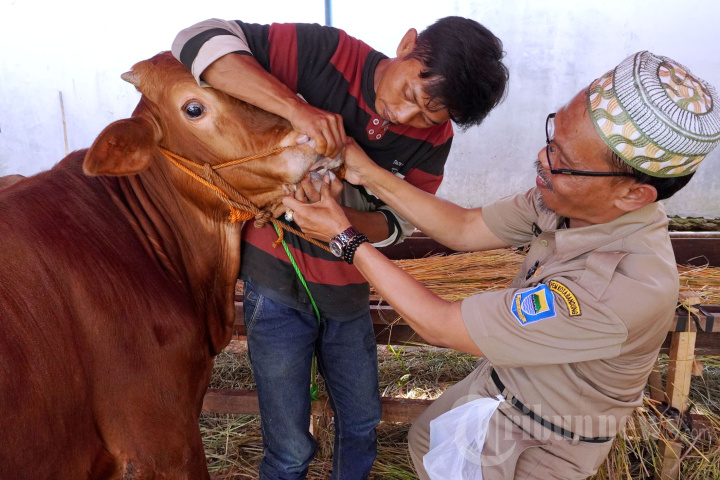DKPP Kota Bandung Periksa Kesehatan Hewan Kurban