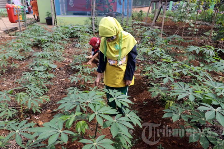 Edukasi Urban Farming