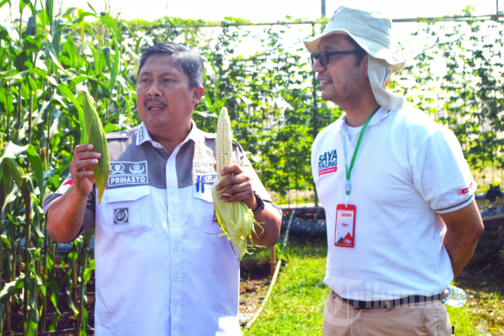 Ewindo Bangun Fasilitas R&D Sayuran Terlengkap