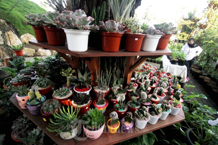 Farm House Lembang Bandung
