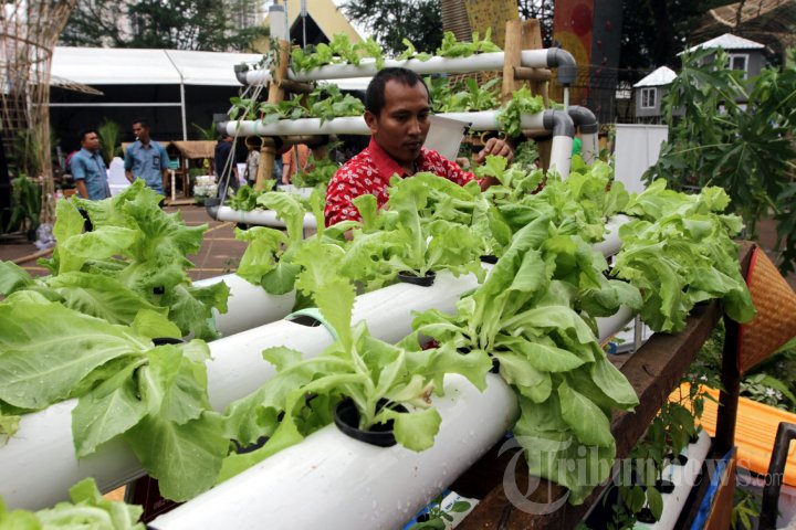 Festival Napi Berkebun
