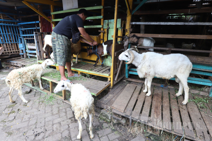 Harga Kambing Tinggi Akibat Wabah PMK