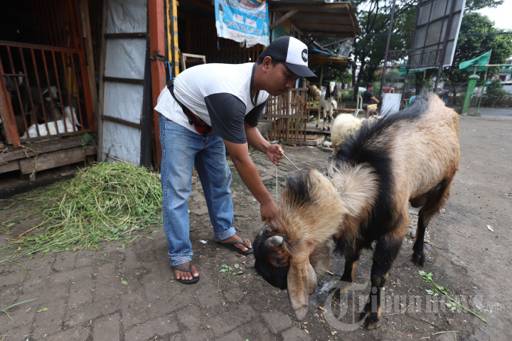 Harga Kambing Tinggi Akibat Wabah PMK