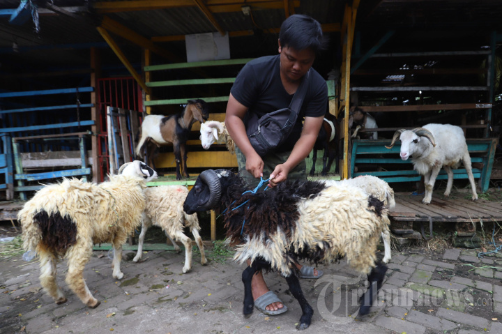 Harga Kambing Tinggi Akibat Wabah PMK