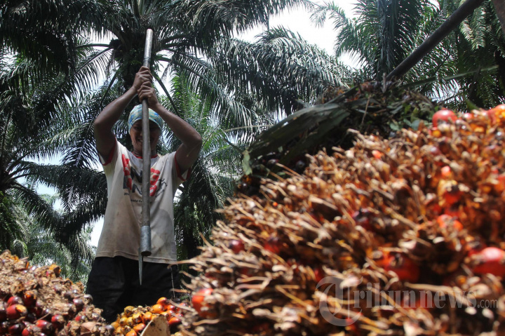 Harga TBS Kelapa Sawit Naik