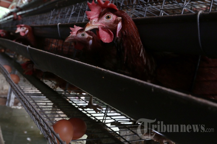 Harga Telur Ayam Terus Naik Menjelang Lebaran