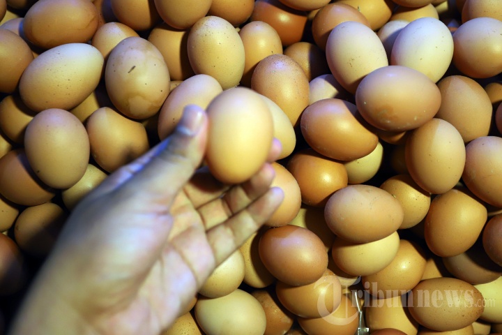 Harga Telur Turun di Masa Pandemi Covid-19