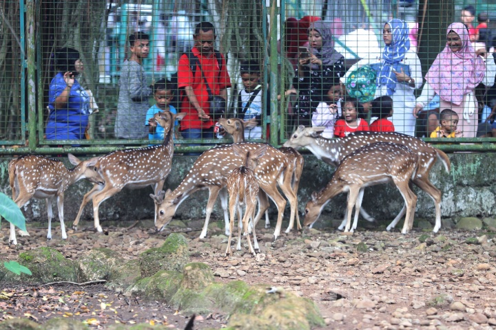 Hari Kedua Lebaran Ragunan Diserbu Pengunjung