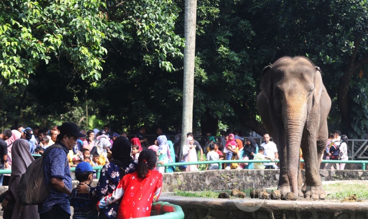 Hari Kedua Lebaran Ragunan Diserbu Pengunjung