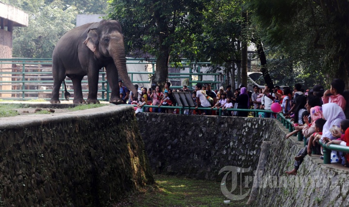 Hari Kedua Lebaran Ragunan Diserbu Pengunjung