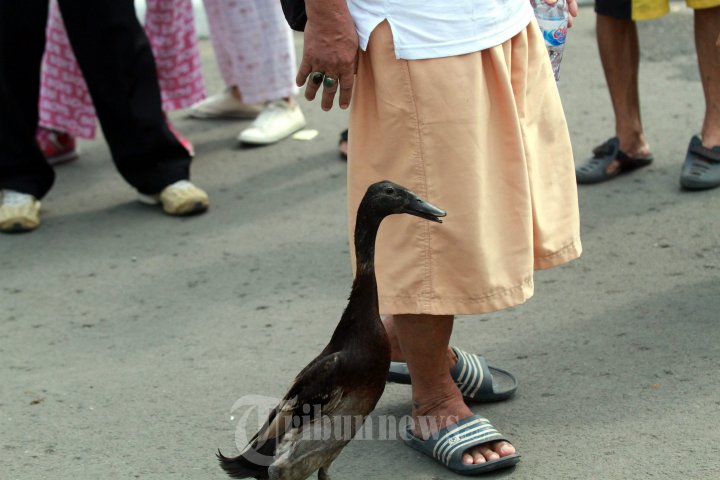 Hewan Bebek Manfaatkan Hari Bebas Kendaraan Bermotor