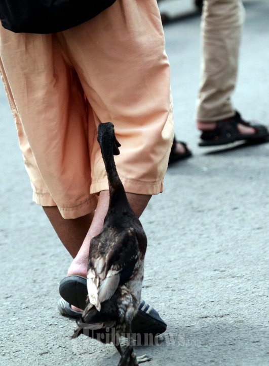 Hewan Bebek Manfaatkan Hari Bebas Kendaraan Bermotor