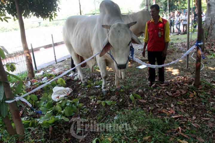 Hewan Qurban Sapi Ongole Sumbangan Jokowi-JK