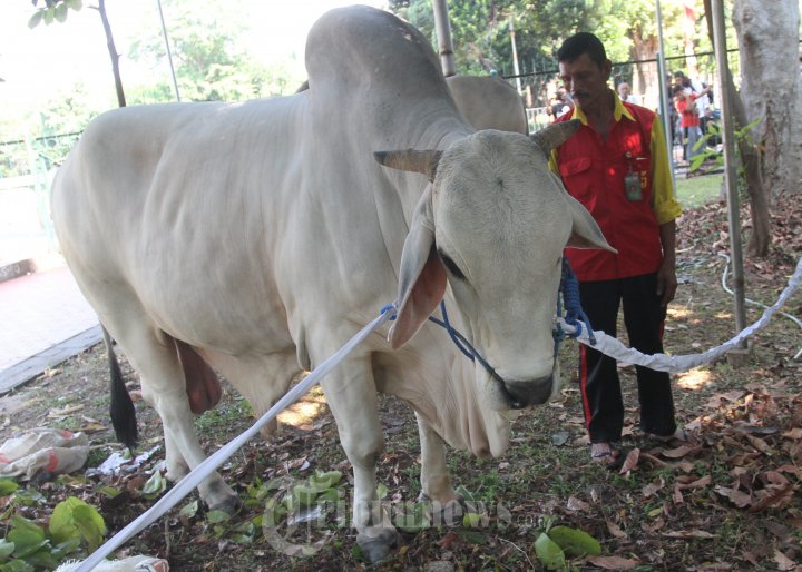 Hewan Qurban Sapi Ongole Sumbangan Jokowi-JK