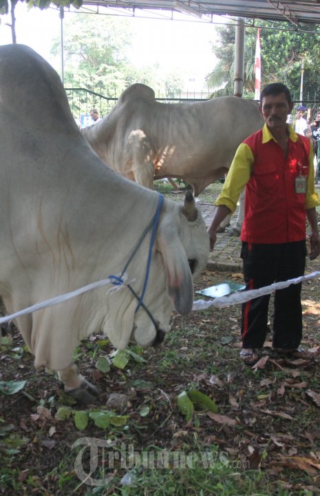 Hewan Qurban Sapi Ongole Sumbangan Jokowi-JK
