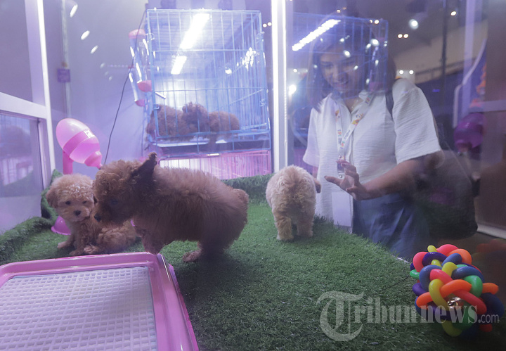 IIPE 2023 Lindungi dan Lestarikan Keanekaragaman Fauna Indonesia