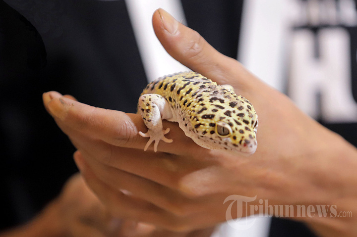 IIPE 2023 Lindungi dan Lestarikan Keanekaragaman Fauna Indonesia