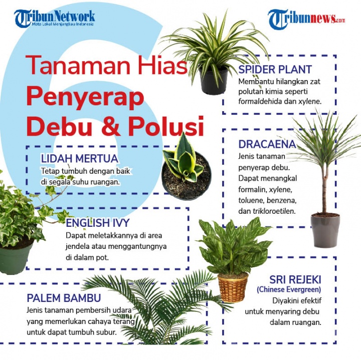Infografis 6 Tanaman Hias yang Bikin Rumah Bebas Debu