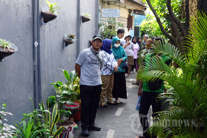 Inovasi Tanaman Anti Nyamuk