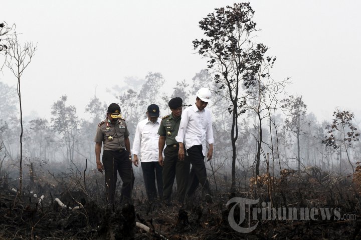 Jokowi Tinjau Kebakaran Hutan