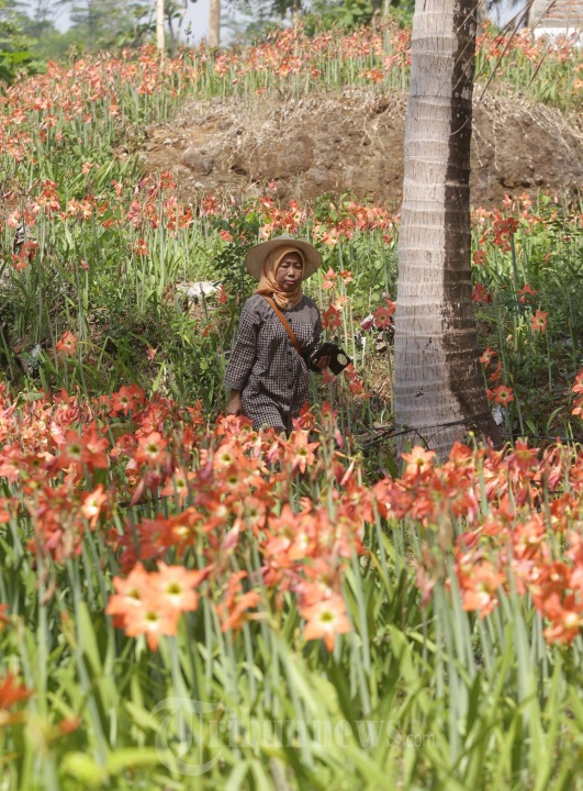 Kebun Bunga Amaryllis Gunung Kidul