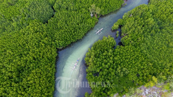 Keindahan Hutan Mangrove Selayar Sulsel
