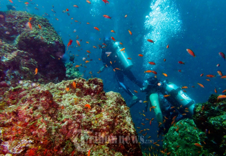 ILUSTRASI Terumbu Karang - Seorang pemandu selam dari Scuba Weh memperlihatkan salah satu soft coral di bawah Laut Batee Tokong, Pulau Weh Sabang, Sabtu (4/2/2017). Keindahan terumbu karang bawah laut sabang dapat dilihat di kedalaman 20 hingga 35 meter. 