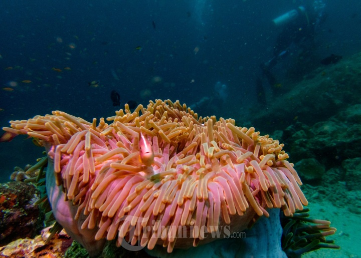 Keindahan Terumbu Karang Bawah Laut Pulau Sabang