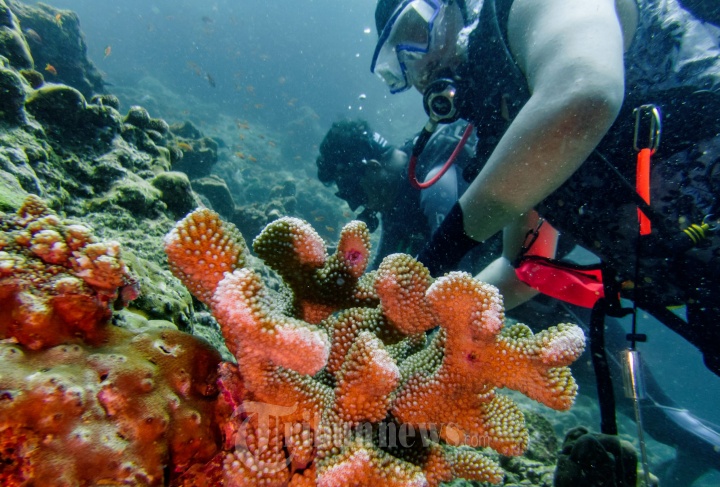 Keindahan Terumbu Karang Bawah Laut Pulau Sabang