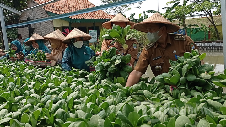 Kelompok Wanita Tani Kampung Mancing Panen Sayur Organik