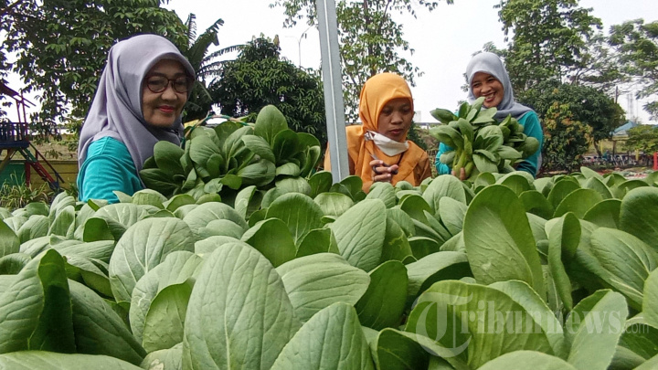 Kelompok Wanita Tani Kampung Mancing Panen Sayur Organik