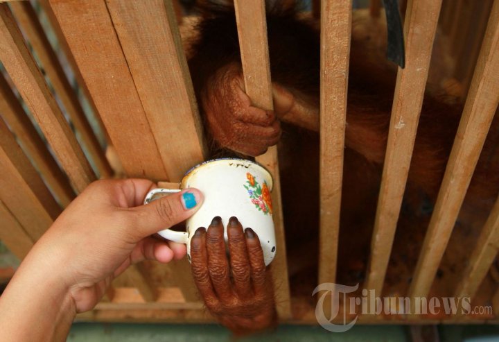 Konservasi Orangutan Kalimantan