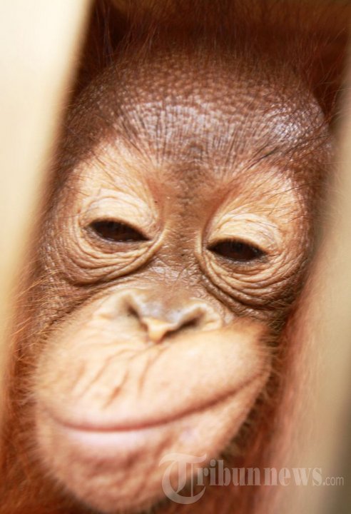 Konservasi Orangutan Kalimantan