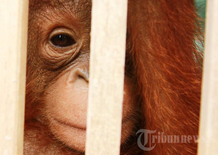 Konservasi Orangutan Kalimantan