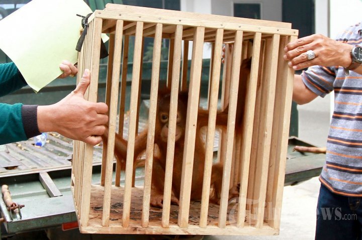 Konservasi Orangutan Kalimantan