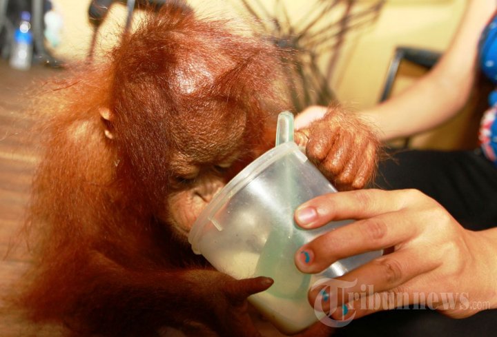 Konservasi Orangutan Kalimantan