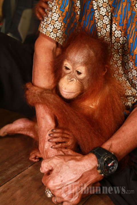 Konservasi Orangutan Kalimantan