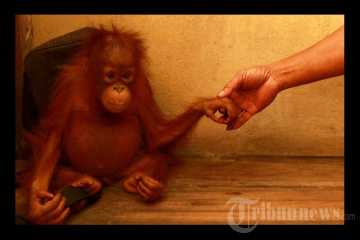 Konservasi Orangutan Kalimantan